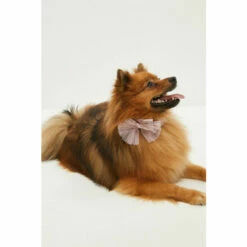 Coast Dog Tulle Bow Tie For Unisex